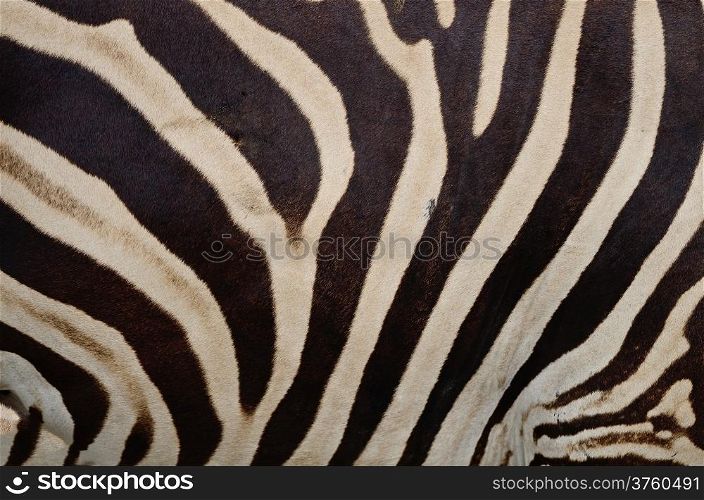 Skin of Common Zebra, Burchell&rsquo;s Zebra