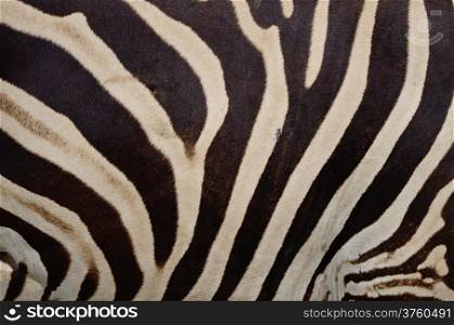 Skin of Common Zebra, Burchell&rsquo;s Zebra