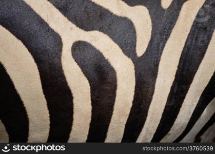 Skin of Common Zebra, Burchell&rsquo;s Zebra