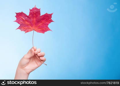 Skincare. Female hand holding leaf as symbol of red dry capillary skin complexion on blue.