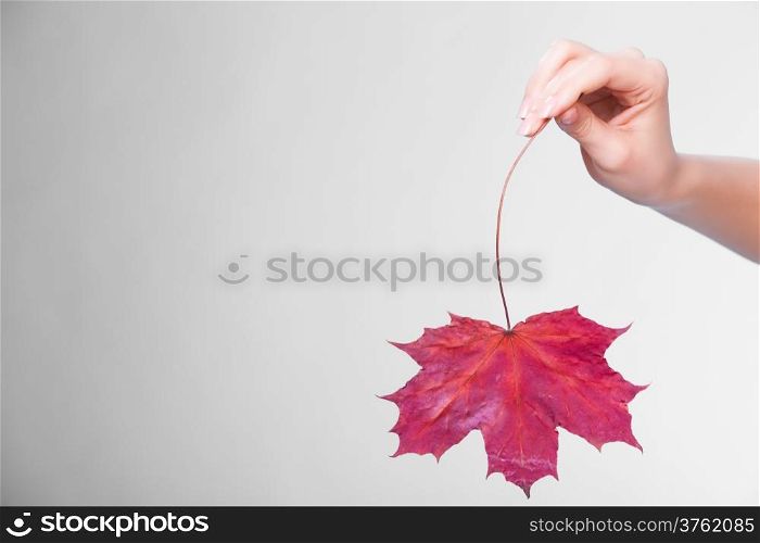 Skincare. Female hand holding leaf as symbol of red dry capillary skin complexion on gray.