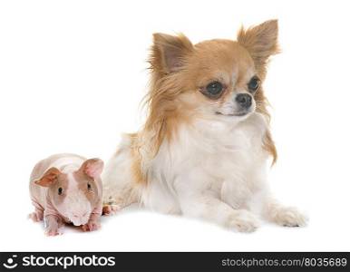 skinny guinea pig and chihuahua in front of white background
