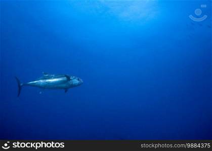 Skipjack Tuna  Katsuwonus pelamis  in the blue water