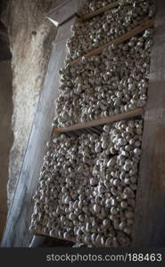 Skull and bones in ancient ossuary, Naples