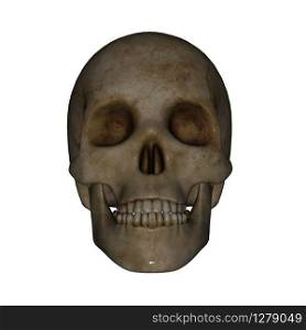 Skull face isolated in white background - 3D render. Skull face - 3D render