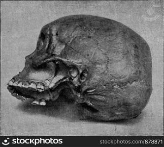 Skull of an Australian, the fourth molar completely developed in the upper left jaw, vintage engraved illustration. From the Universe and Humanity, 1910.