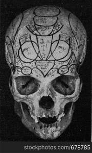 Skull of Gall, seen from the front, vintage engraved illustration. From the Universe and Humanity, 1910.