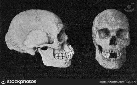 Skulls of elderly Australian men, vintage engraved illustration. From the Universe and Humanity, 1910.