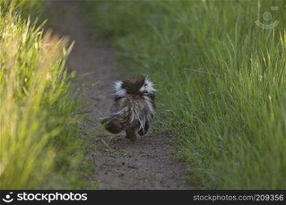 Skunk running down Prairie country road Saskatchewan