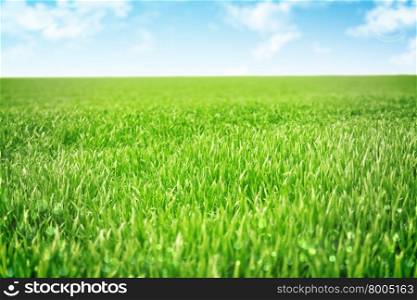 Sky and grass background, shallow field of view