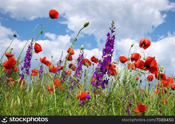 Sky and poppies field. Nature composition.