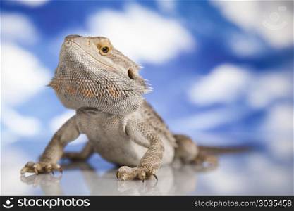 Sky background, Pet, lizard Bearded Dragon. Beutiful Bearded Dragon Llizard, agama