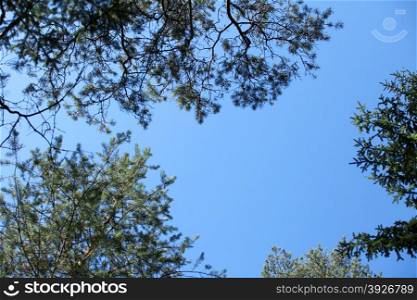 sky between pine trees branches.