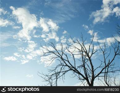 sky landscape and die tree