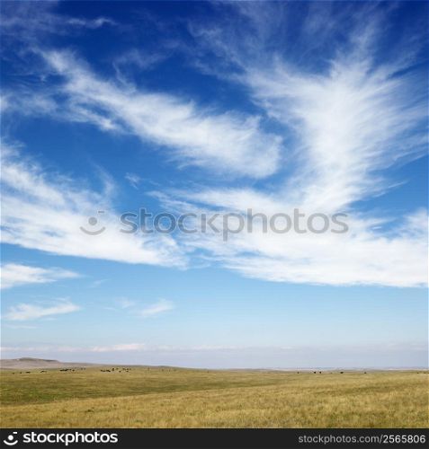 Sky scene of golden field and wispy cirrus clouds.