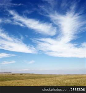 Sky scene of golden field and wispy cirrus clouds.