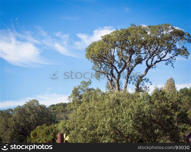 Sky tree cloud. Sardinia Landscaper countryside