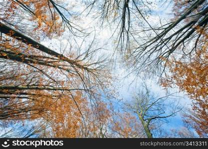 Sky with clouds through the autumn tree branches (from below)