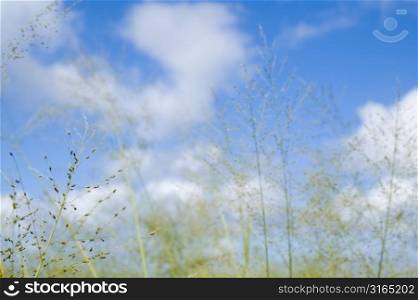 Sky with Grasses