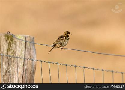 Skylark sits on fence background out of focus. Skylark sideways