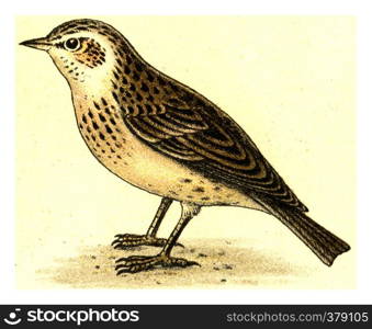 Skylark, vintage engraved illustration. From Deutch Birds of Europe Atlas.