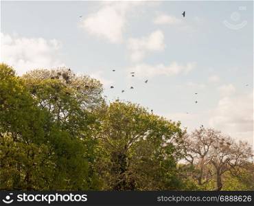 skyline shot of trees with crow nests and crows flying rookery