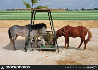 Skyros wild pony horses eating from hay feeder.