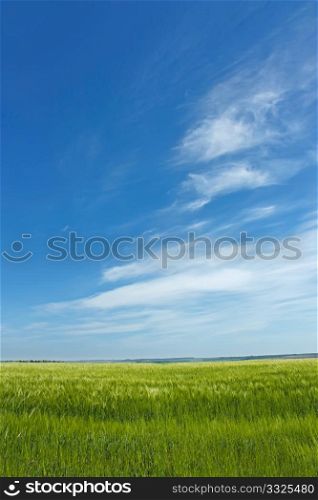 Skyscape over barley field in early summer