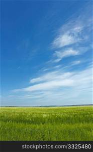 Skyscape over barley field in early summer