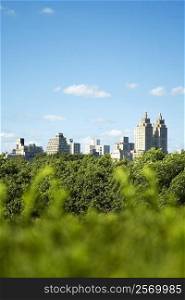 Skyscrapers behind trees, New York City, New York State, USA
