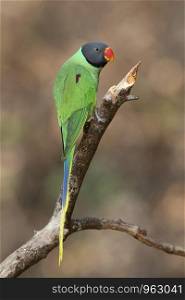 Slaty headed parakeet, Psittacula himalayana, Sattal, Uttarakhand, India.