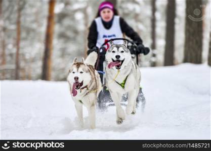 Sled dog racing. Husky sled dogs pull a sled with dog musher. Winter competition.. Husky sled dog racing