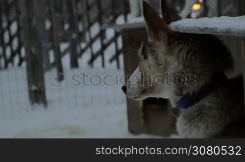 Sled-type husky dogs in open-air cage, winter view. Alarmed animals looking somewhere