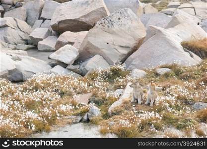 Sledge dog puppies. Two sledge dog puppies of the greenland dog in autumn