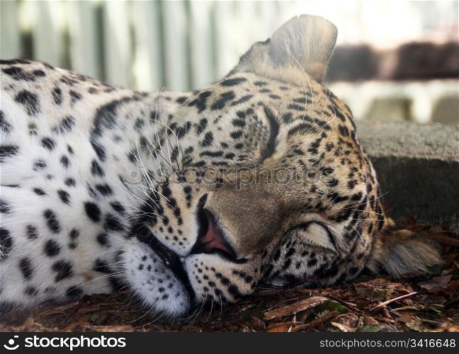 sleeping after eating leopard