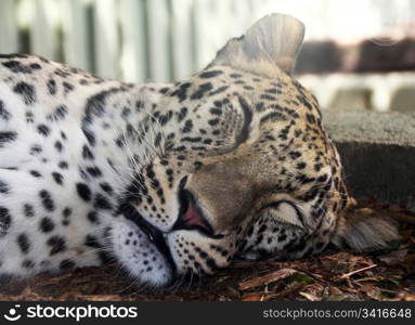 sleeping after eating leopard