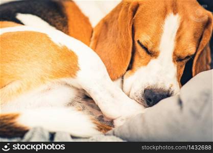 Sleeping beagle dog on the sofa in living room curled position. Canine concept.. Sleeping beagle dog on the sofa in living room curled