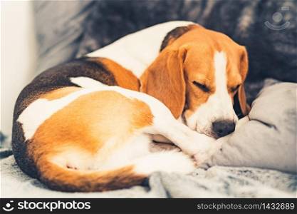 Sleeping beagle dog on the sofa in living room curled position. Canine concept.. Sleeping beagle dog on the sofa in living room curled