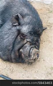sleeping black pig. sleeping black pig closeup portrati