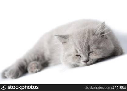sleeping blue kitten isolated
