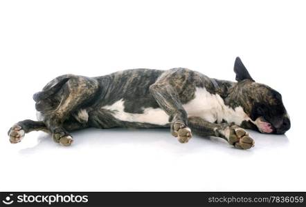 sleeping bull terrier in front of white background