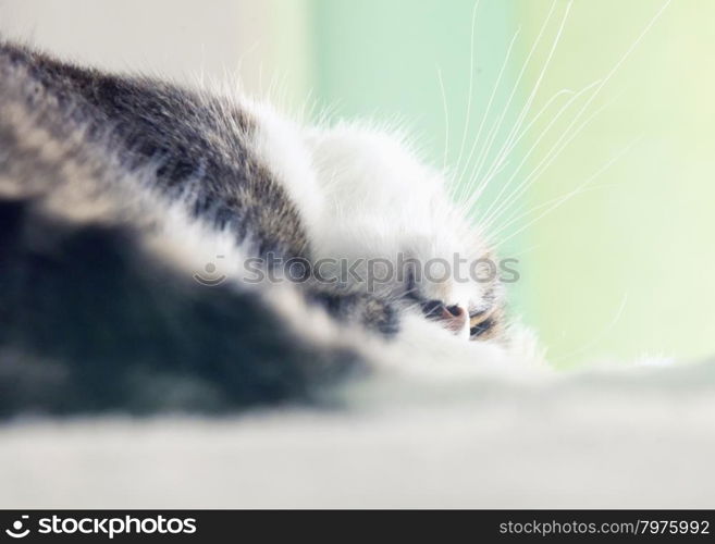 Sleeping cat head upside down, horizontal image