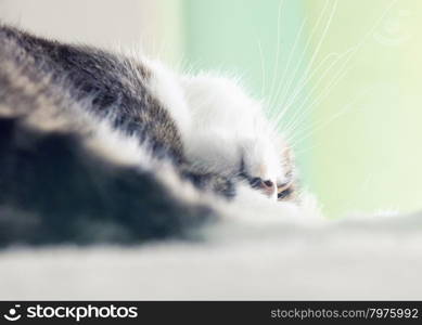 Sleeping cat head upside down, horizontal image