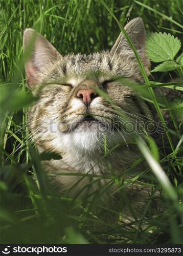 Sleeping cat lying in the grass in the sun