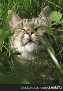 Sleeping cat lying in the grass in the sun