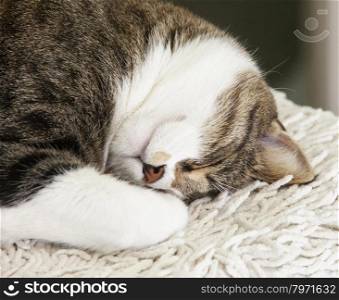 Sleeping cat over white carpet, horizontal image, focus on the head