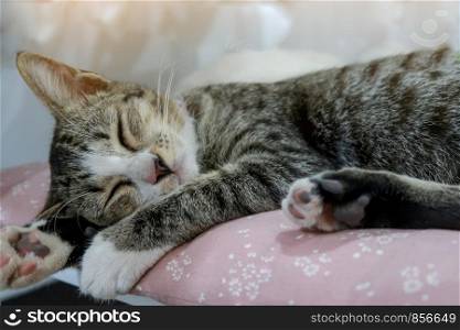 Sleeping cat perfect dream