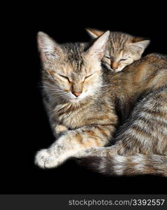sleeping cats - mother and offspring isolated on black