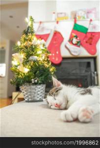 Sleeping christmas kitten. santa socks on Christmas background. red christmas decoration