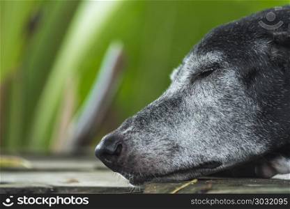 Sleeping dog, nature background
